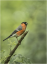 Male Bullfinch